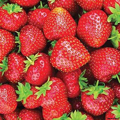 35 of the Best Strawberry Varieties for Home Gardeners