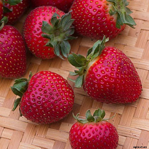 35 of the Best Strawberry Varieties for Home Gardeners