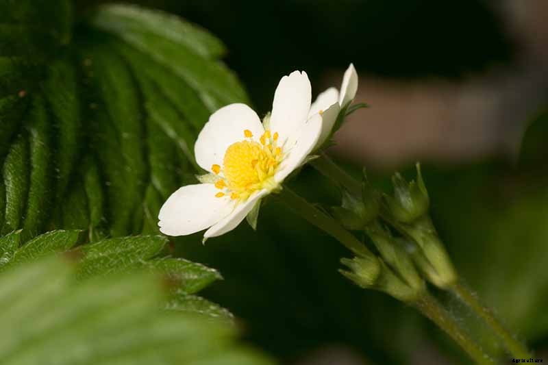 35 of the Best Strawberry Varieties for Home Gardeners