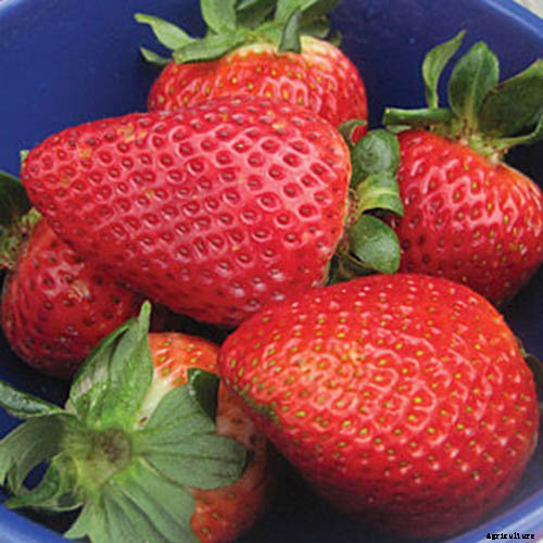 35 of the Best Strawberry Varieties for Home Gardeners