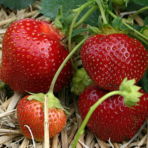 35 of the Best Strawberry Varieties for Home Gardeners