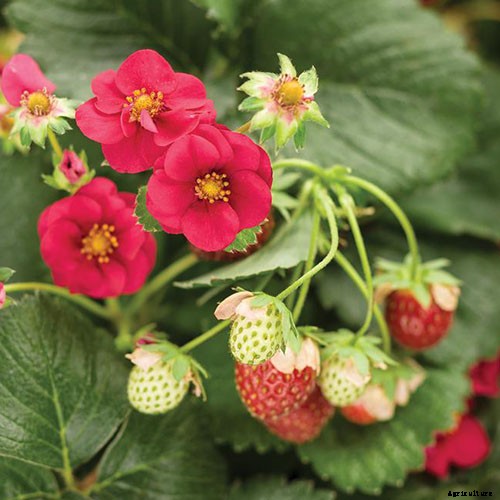 35 of the Best Strawberry Varieties for Home Gardeners