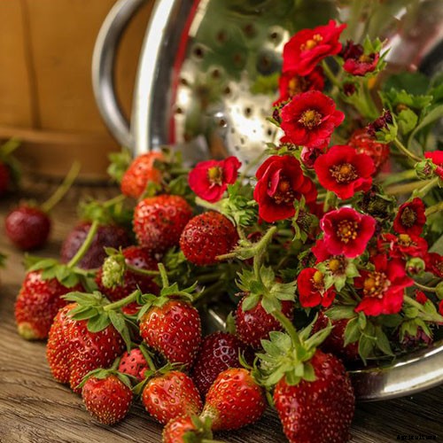 35 of the Best Strawberry Varieties for Home Gardeners