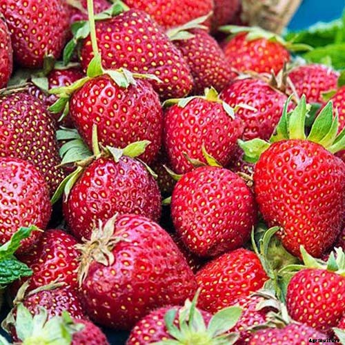 35 of the Best Strawberry Varieties for Home Gardeners