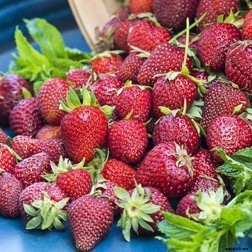 35 of the Best Strawberry Varieties for Home Gardeners