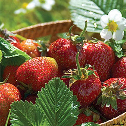 35 of the Best Strawberry Varieties for Home Gardeners