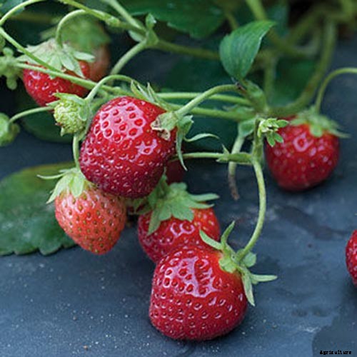 35 of the Best Strawberry Varieties for Home Gardeners