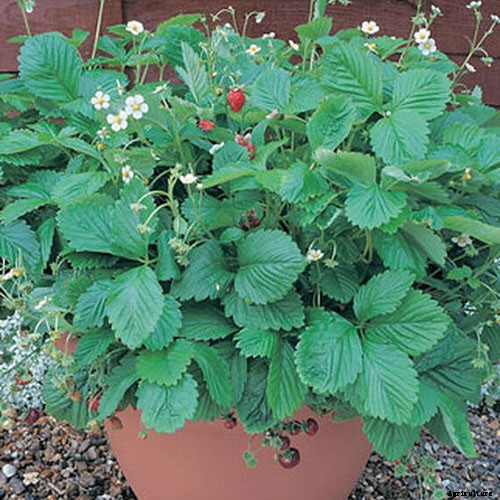 35 of the Best Strawberry Varieties for Home Gardeners