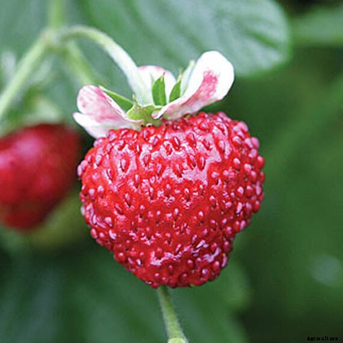35 of the Best Strawberry Varieties for Home Gardeners