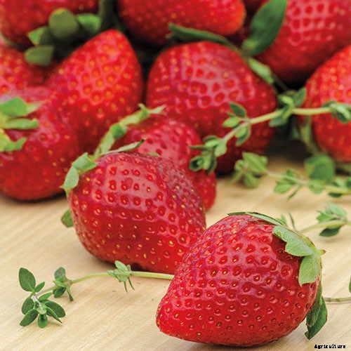 35 of the Best Strawberry Varieties for Home Gardeners
