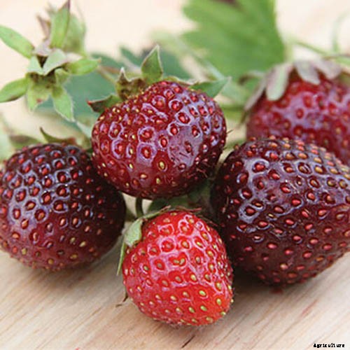 35 of the Best Strawberry Varieties for Home Gardeners