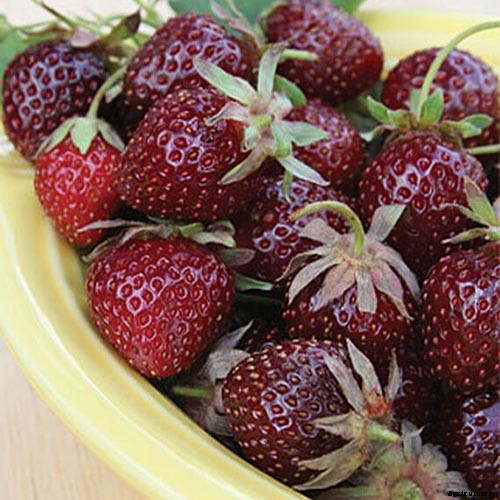 35 of the Best Strawberry Varieties for Home Gardeners