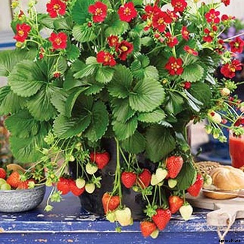 35 of the Best Strawberry Varieties for Home Gardeners