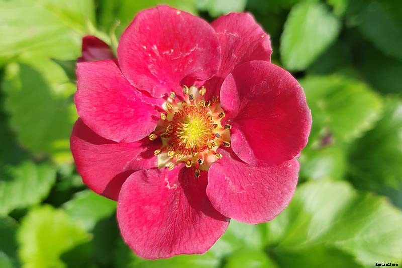 35 of the Best Strawberry Varieties for Home Gardeners
