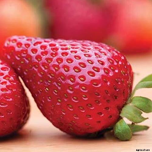 35 of the Best Strawberry Varieties for Home Gardeners