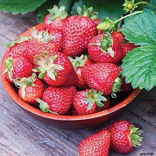 35 of the Best Strawberry Varieties for Home Gardeners