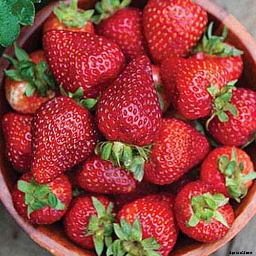 35 of the Best Strawberry Varieties for Home Gardeners
