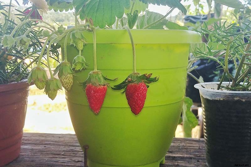 35 of the Best Strawberry Varieties for Home Gardeners