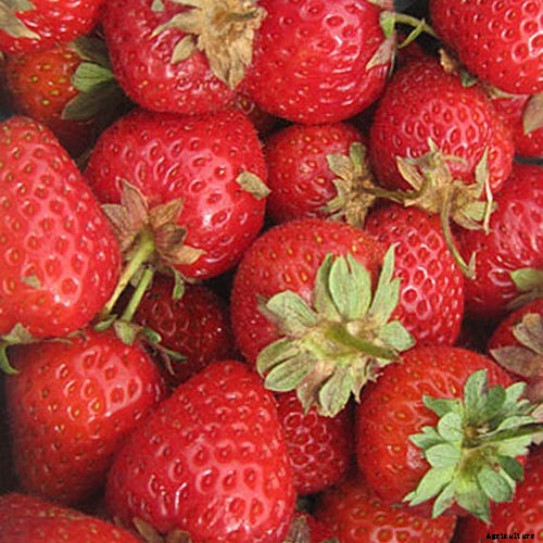 35 of the Best Strawberry Varieties for Home Gardeners