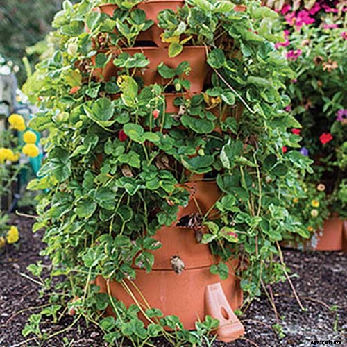 35 of the Best Strawberry Varieties for Home Gardeners