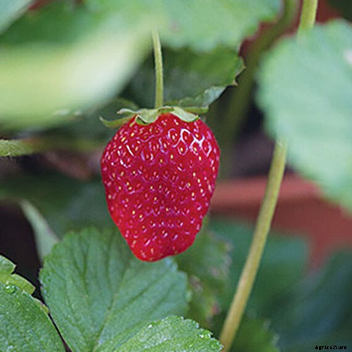 35 of the Best Strawberry Varieties for Home Gardeners