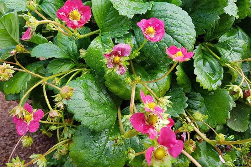 35 of the Best Strawberry Varieties for Home Gardeners
