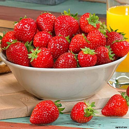 35 of the Best Strawberry Varieties for Home Gardeners