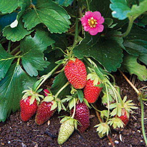 35 of the Best Strawberry Varieties for Home Gardeners
