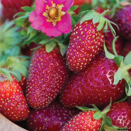 35 of the Best Strawberry Varieties for Home Gardeners