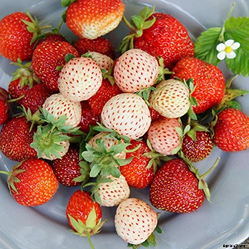 35 of the Best Strawberry Varieties for Home Gardeners