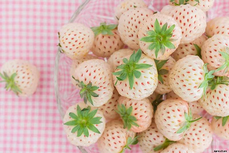 35 of the Best Strawberry Varieties for Home Gardeners