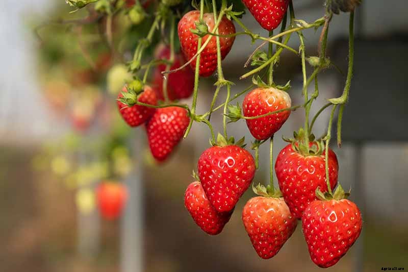 35 of the Best Strawberry Varieties for Home Gardeners