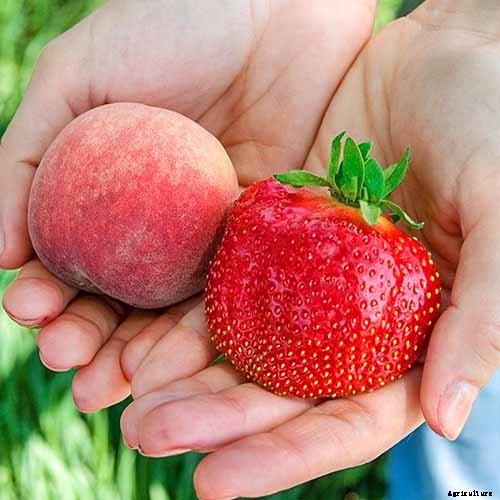 35 of the Best Strawberry Varieties for Home Gardeners
