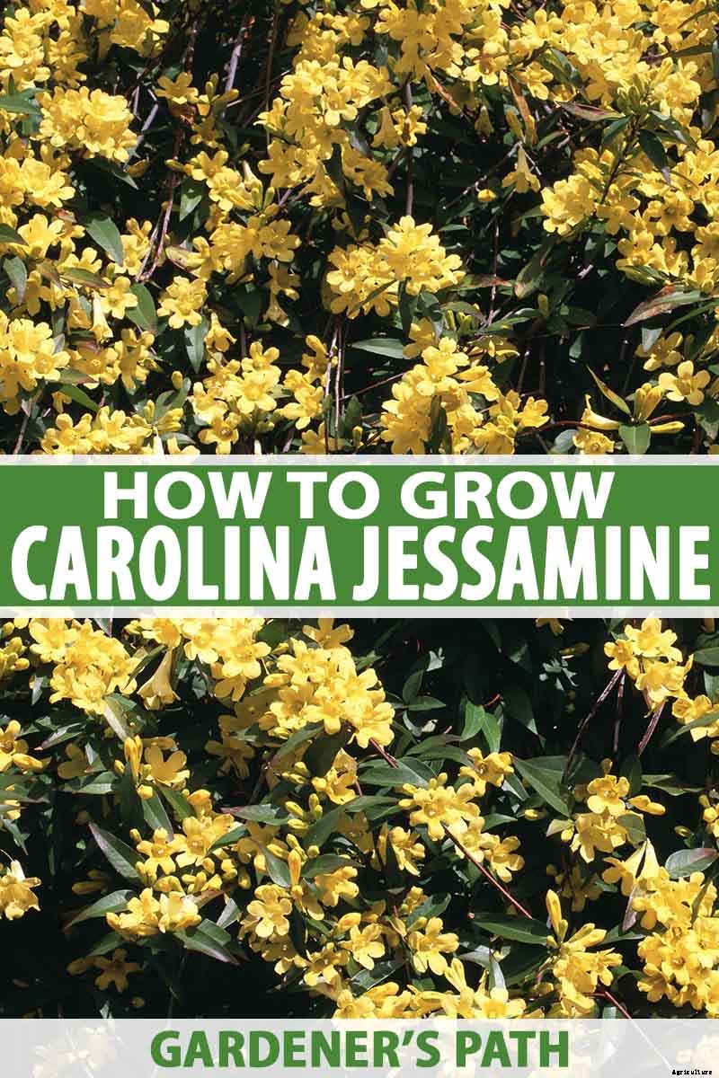 How to Grow Carolina Jessamine
