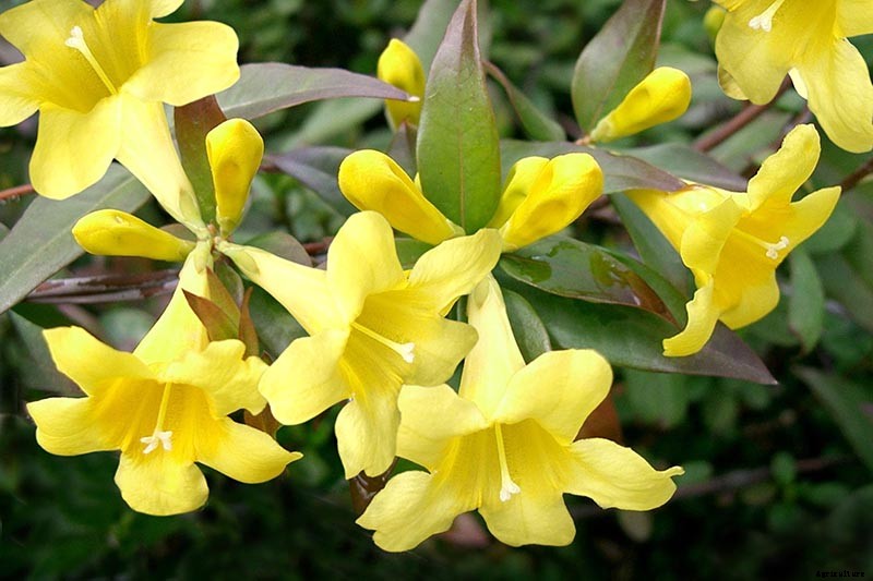 How to Grow Carolina Jessamine