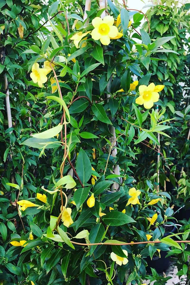 How to Grow Carolina Jessamine