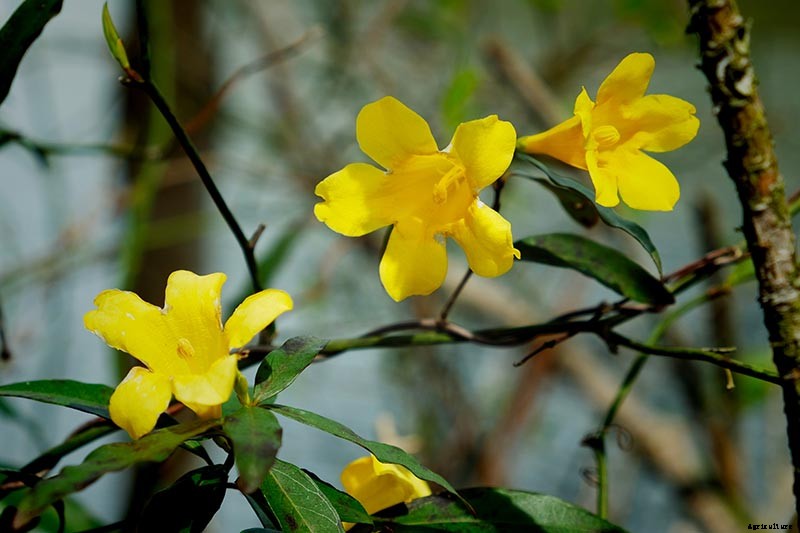 How to Grow Carolina Jessamine