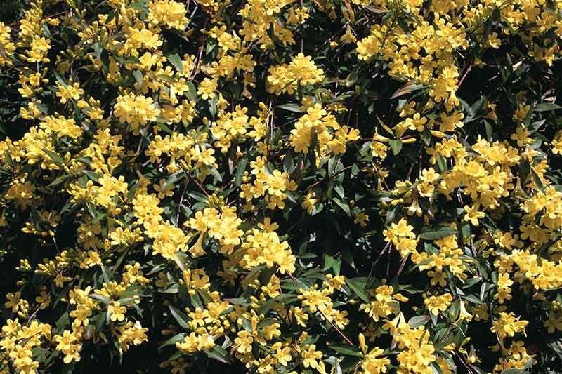 How to Grow Carolina Jessamine