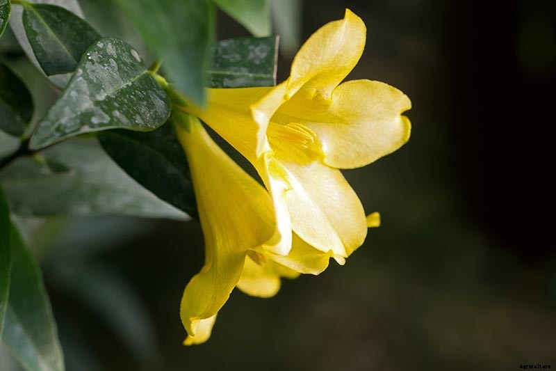 How to Grow Carolina Jessamine
