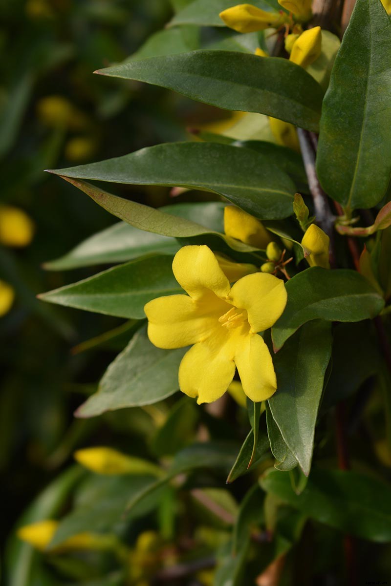 How to Grow Carolina Jessamine