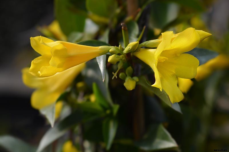 How to Grow Carolina Jessamine