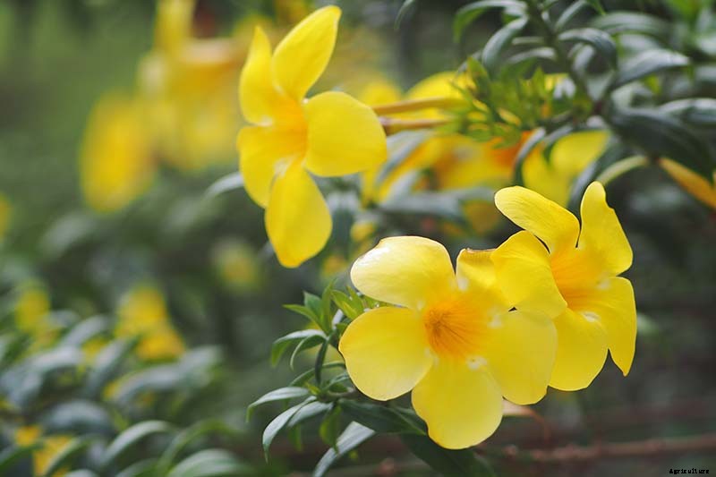 How to Grow Carolina Jessamine