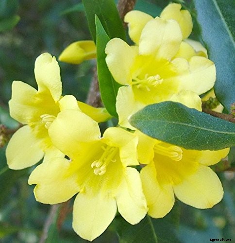 How to Grow Carolina Jessamine