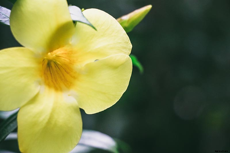 How to Grow Carolina Jessamine