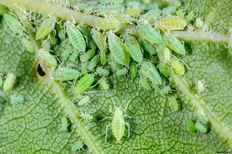 How to Grow Carolina Jessamine