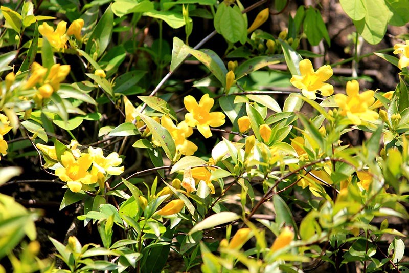 How to Grow Carolina Jessamine