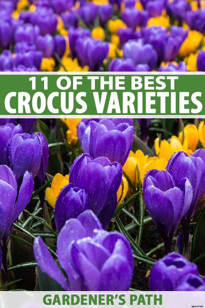 11 of the Best Crocus Varieties for Your Garden