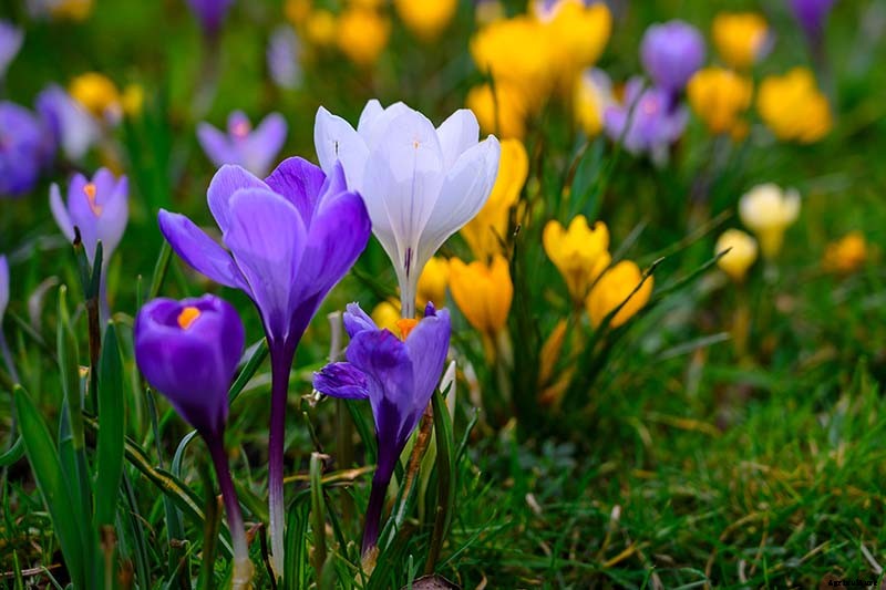 11 of the Best Crocus Varieties for Your Garden