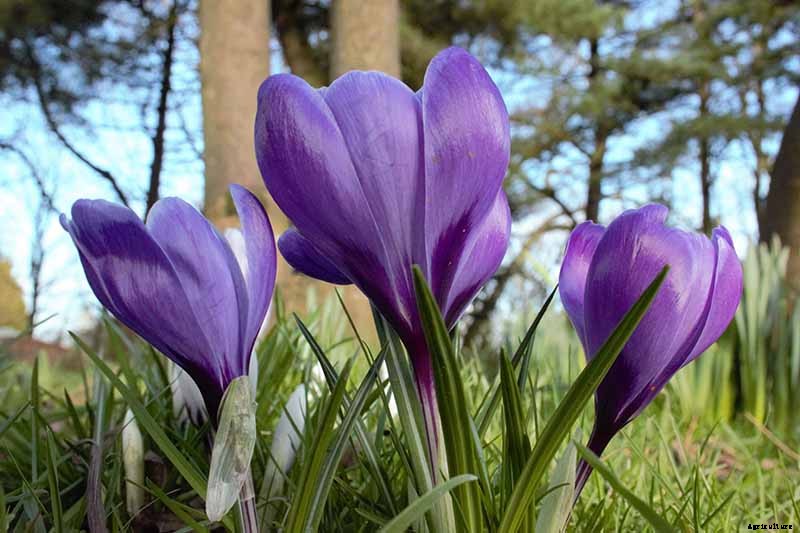 11 of the Best Crocus Varieties for Your Garden