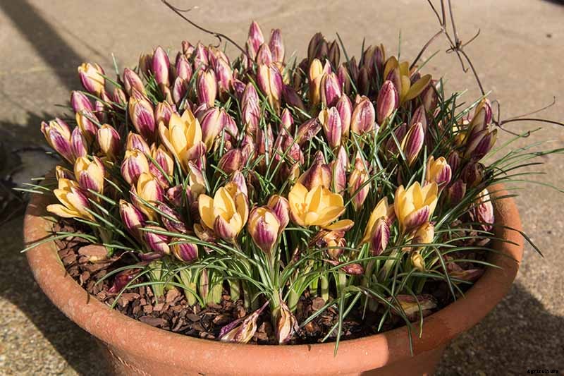 11 of the Best Crocus Varieties for Your Garden